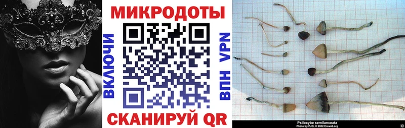 Галлюциногенные грибы Psilocybe  Великие Луки 